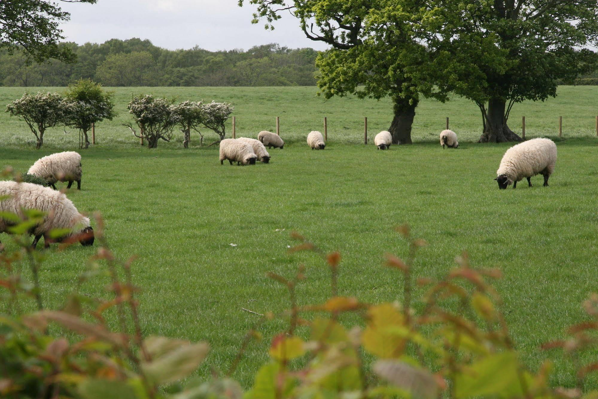 Northumberland Cottage B&B Acklington Экстерьер фото
